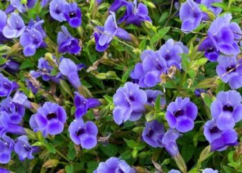 cropped-torenia-2.jpg