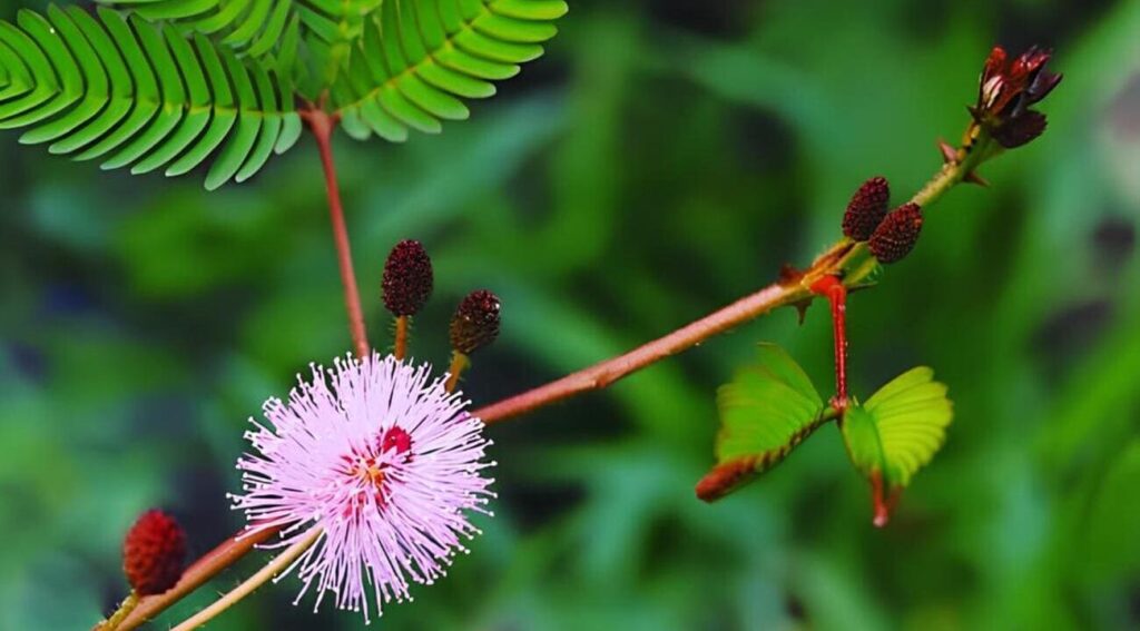 mimosa pudica dormideira