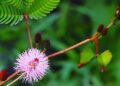 mimosa pudica dormideira