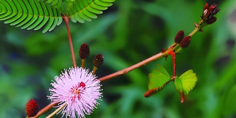 mimosa pudica dormideira