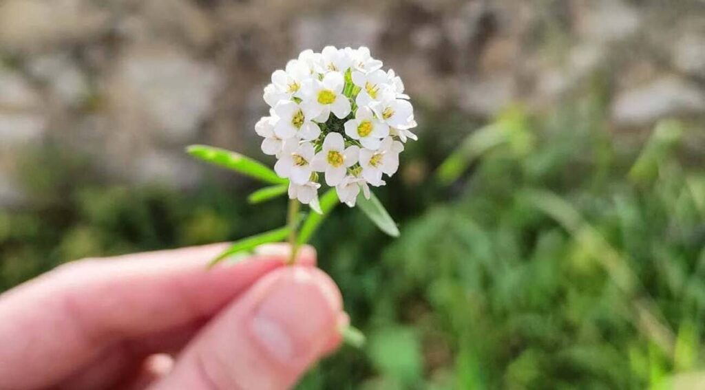 flor de mel