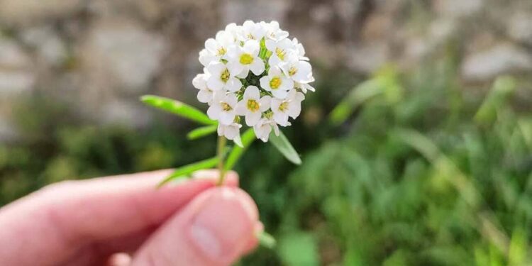 flor de mel