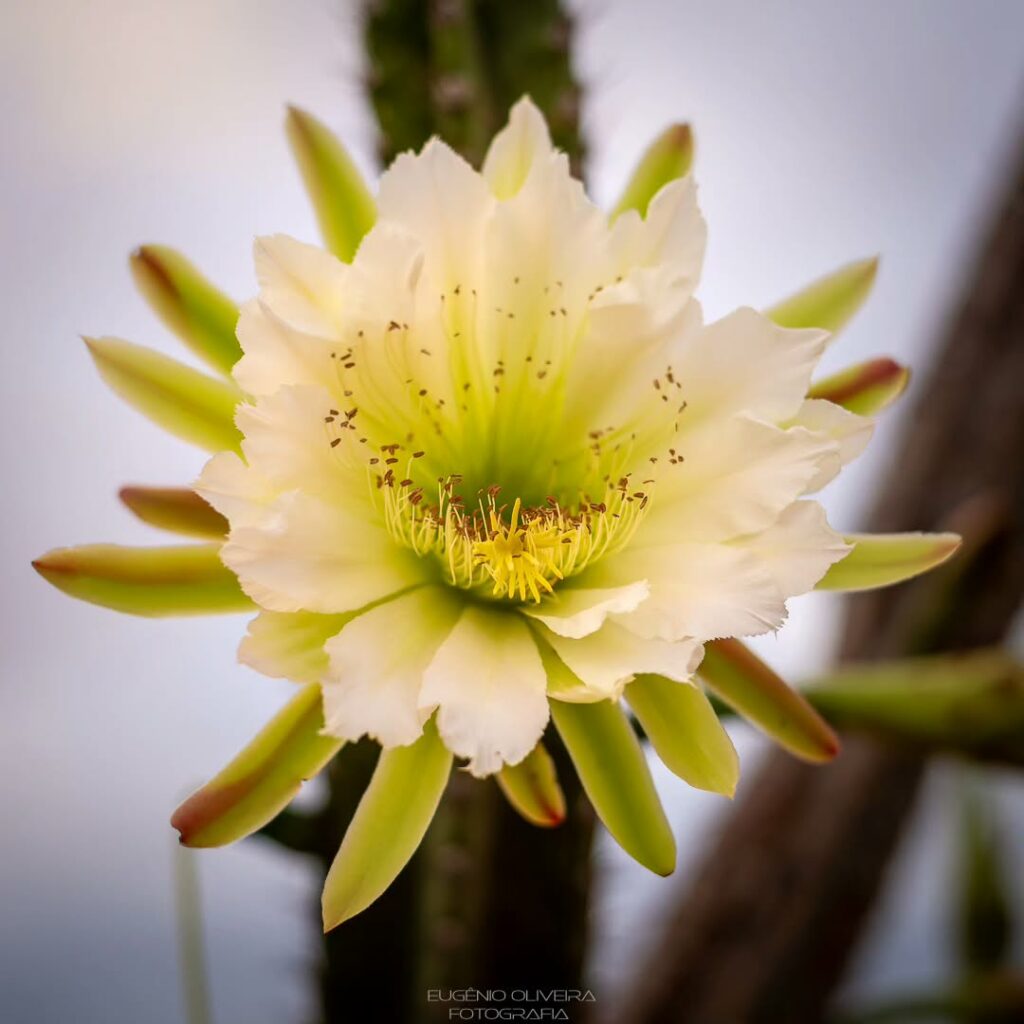 flor madacaru 1