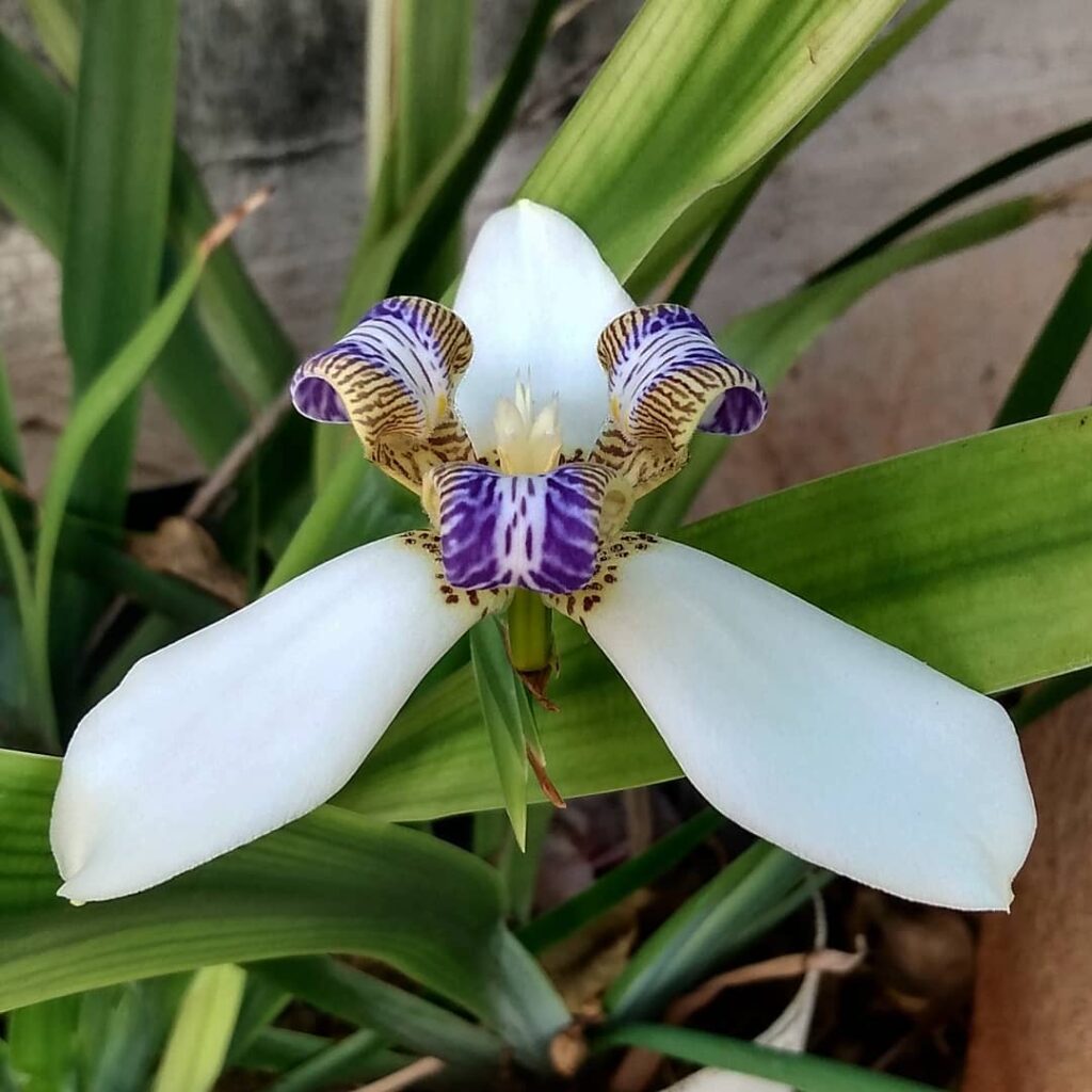 iris da praia 2