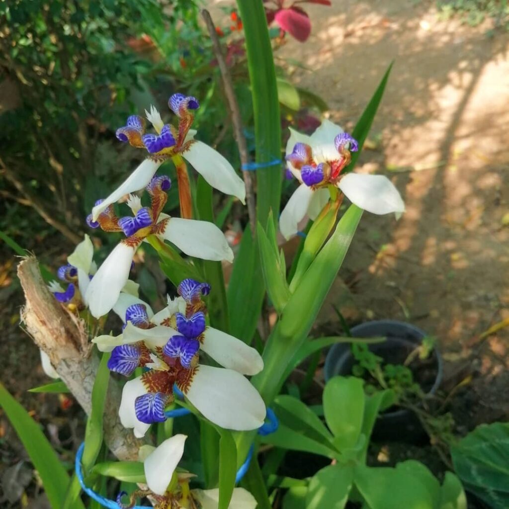 iris da praia 3