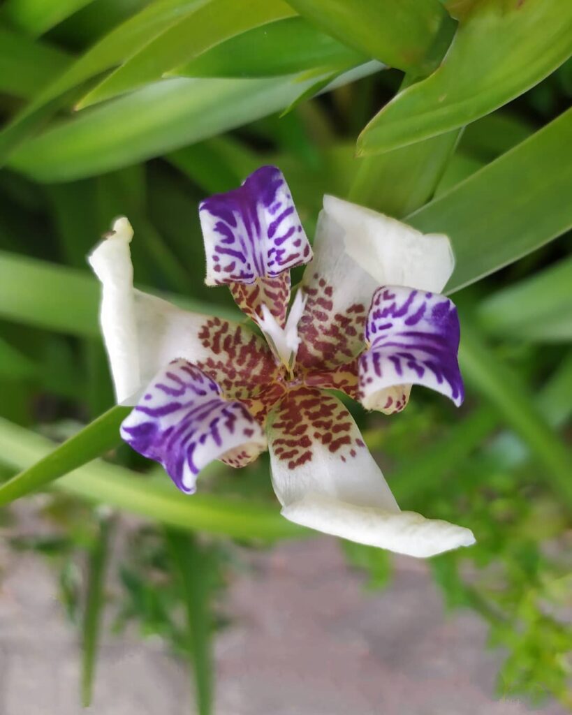 iris da praia 4