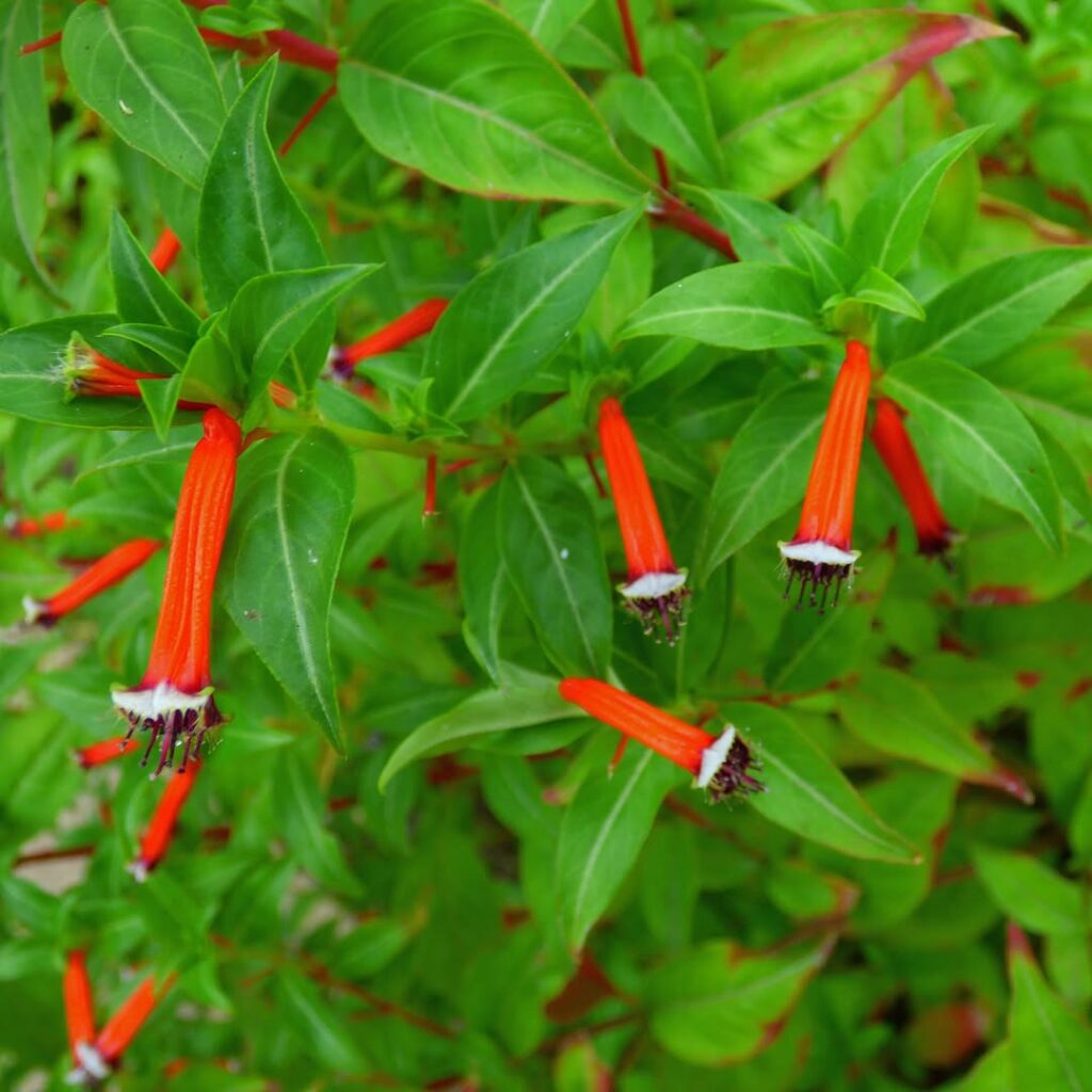 jardim vertical flor santo antonio