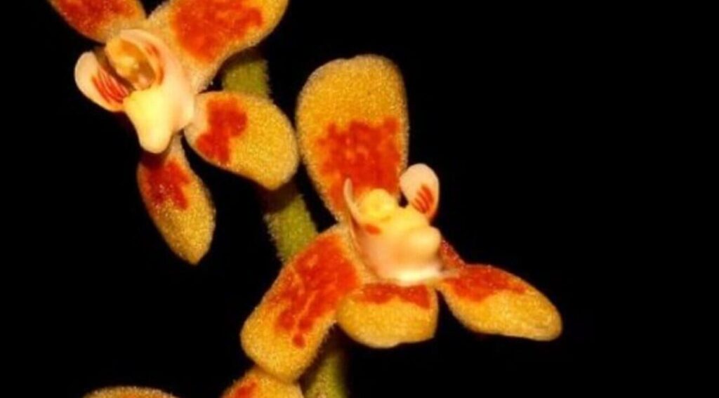 orquidea sem folhas