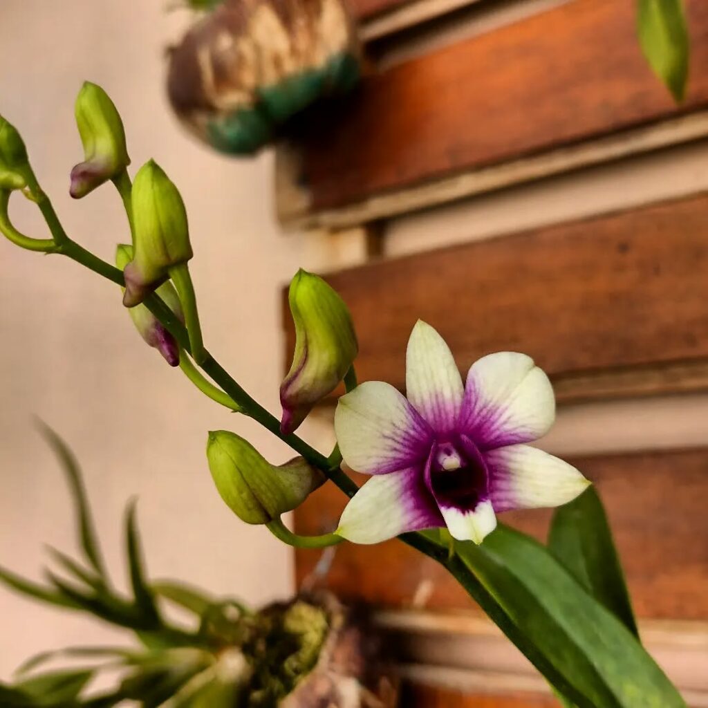 orquidea denphal 2