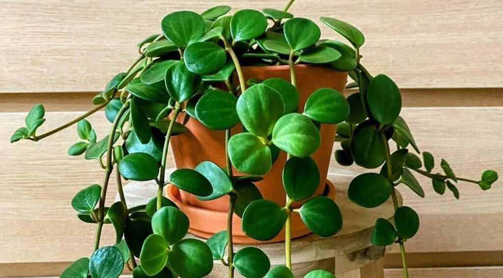 peperomia hope