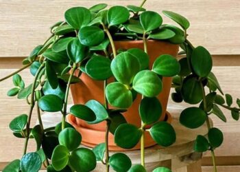 peperomia hope