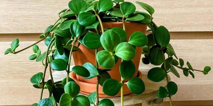 peperomia hope