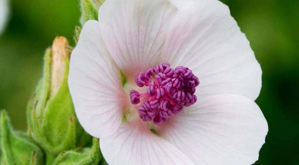 planta mallow 1