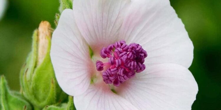 planta mallow 1