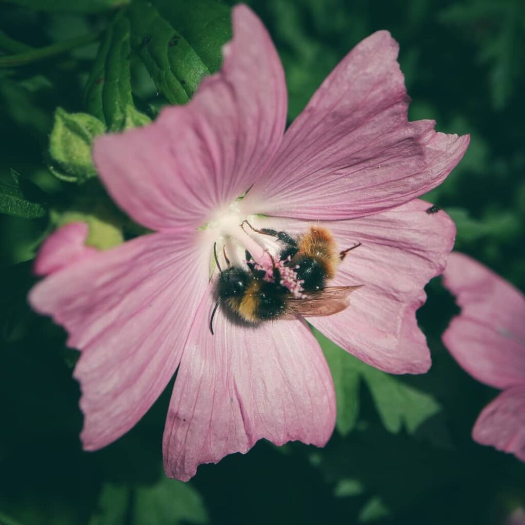 planta mallow 2