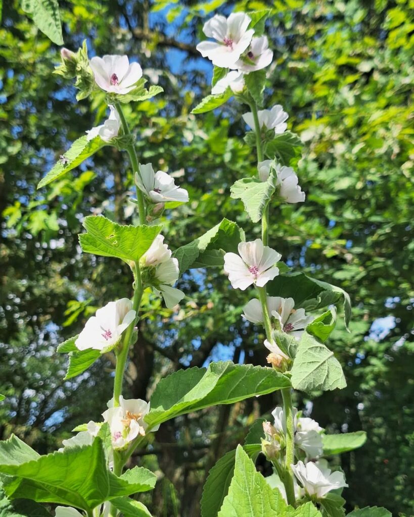 planta mallow 3