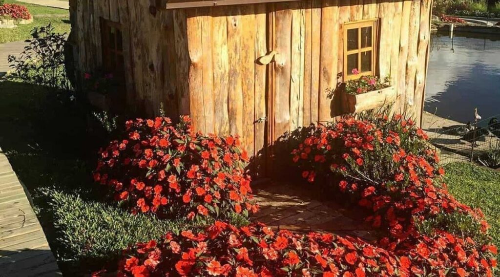 Plantas de meia sombra primavera e verão