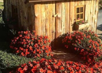 Plantas de meia sombra primavera e verão