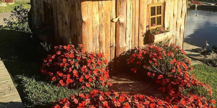 Plantas de meia sombra primavera e verão