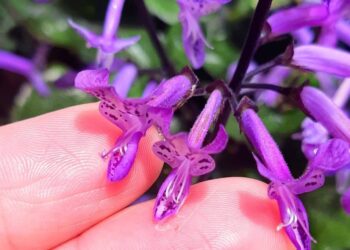 plectranthus