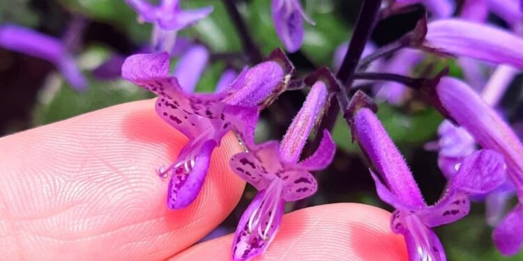 plectranthus