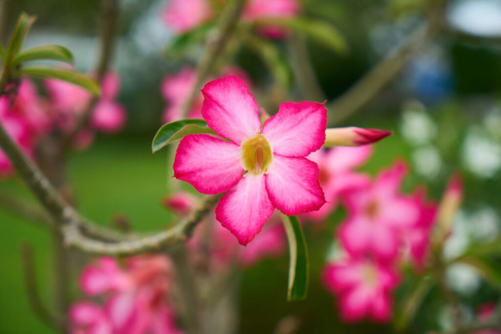 rosa do deserto