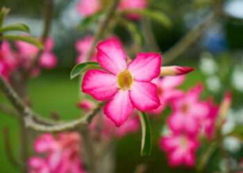 rosa do deserto