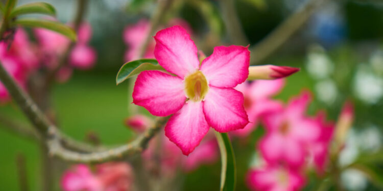 rosa do deserto