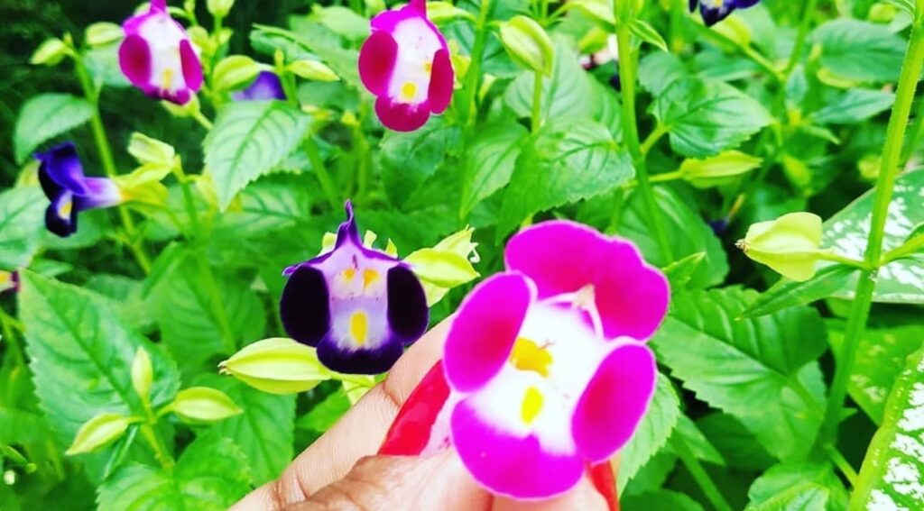 torenia