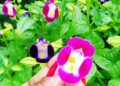 torenia