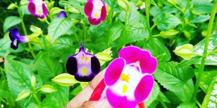 torenia