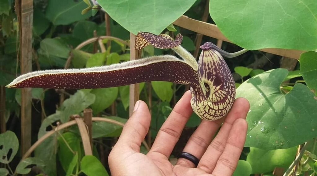 Aristolochia ringens