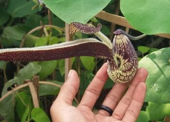 Aristolochia ringens