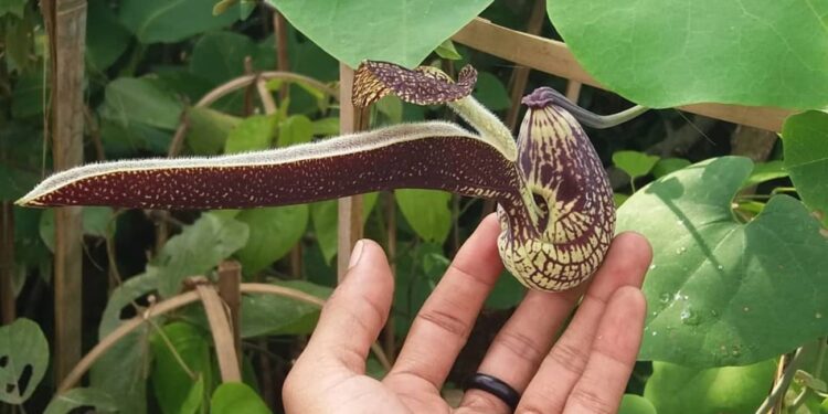 Aristolochia ringens