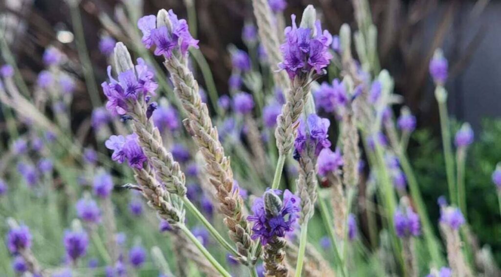 Lavandula multifida