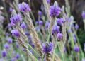 Lavandula multifida