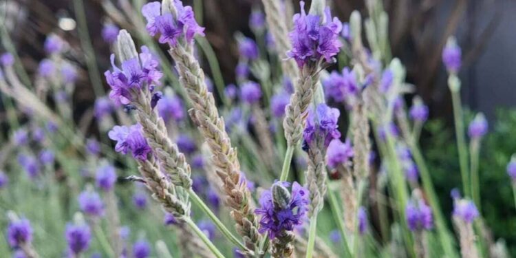 Lavandula multifida