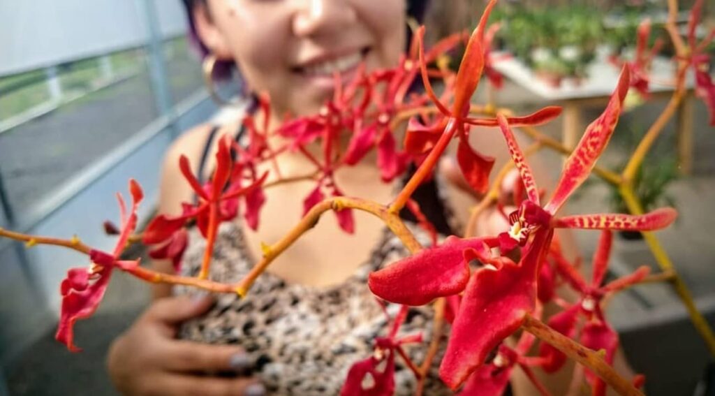 Renanthera coccinea