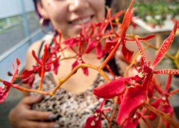 Renanthera coccinea