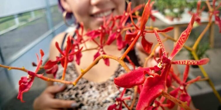 Renanthera coccinea