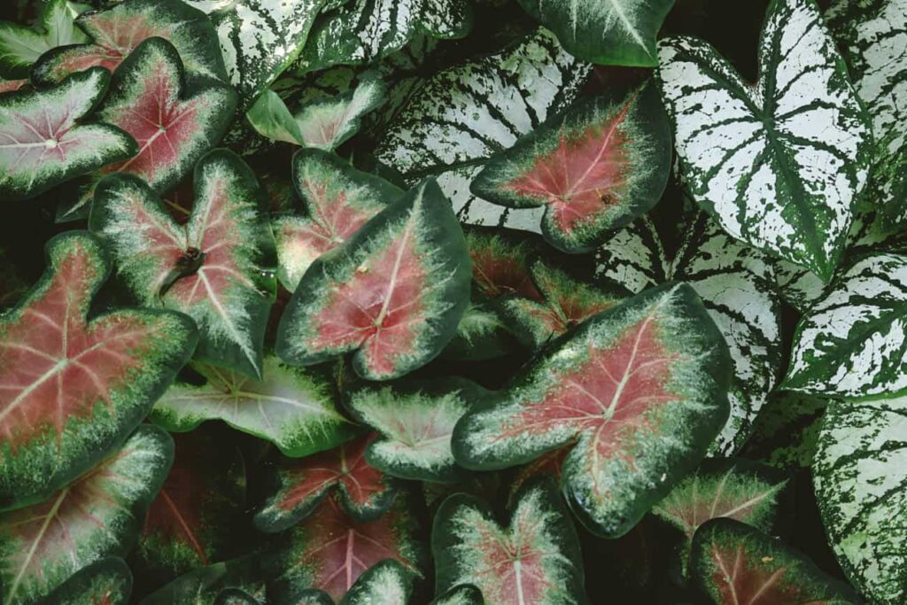 caladium