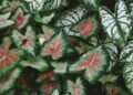 caladium