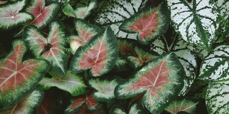 caladium