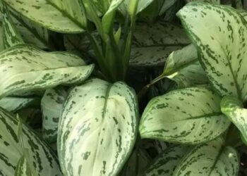 cropped-aglaonema-1.jpg