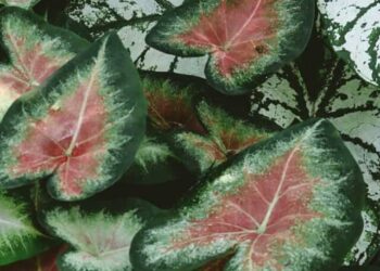 caladium