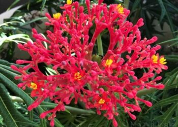 cropped-flor-de-coral-3.jpg
