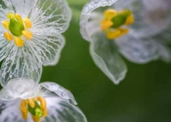 flor esqueleto