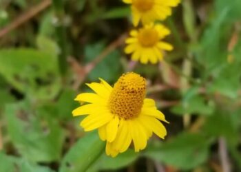 cropped-grama-margarida-4.jpg