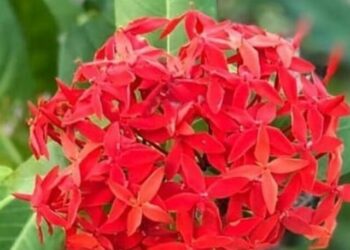ixora