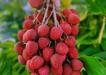 cropped-lichia-3.jpg
